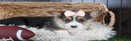 Welsh Corgi Pembroke dogs for sale: Roxanne - Ad 17