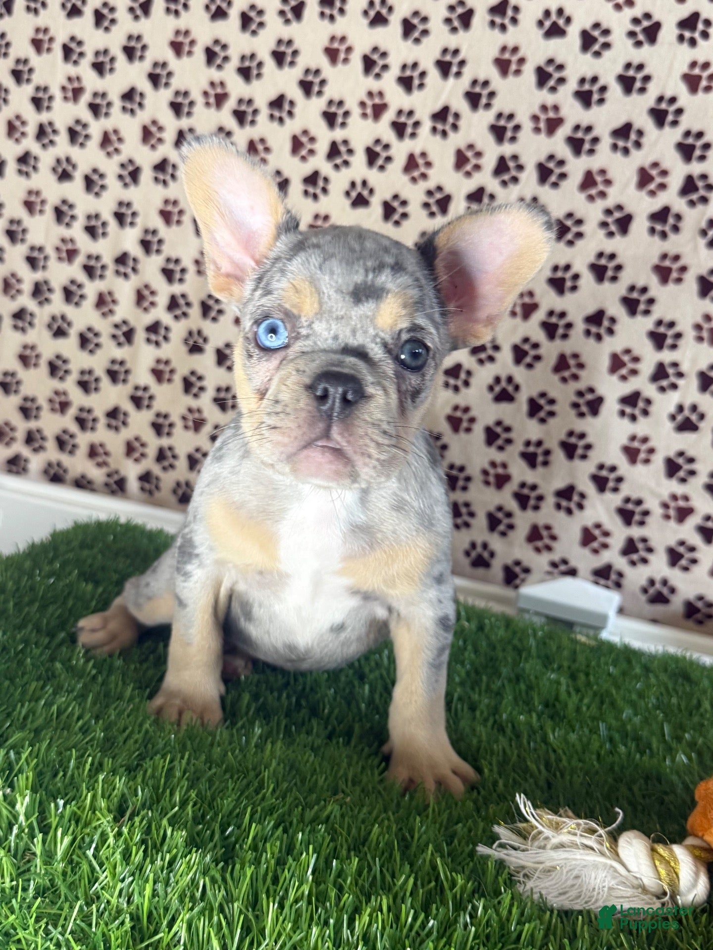 French Bulldog dogs Clover - Ad 25