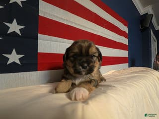 Shih Tzu dogs Roamey - Ad 34