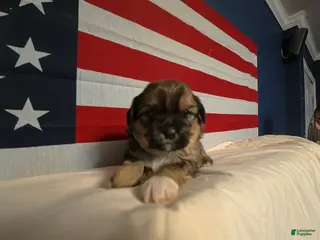 Shih Tzu dogs Roamey - Ad 38