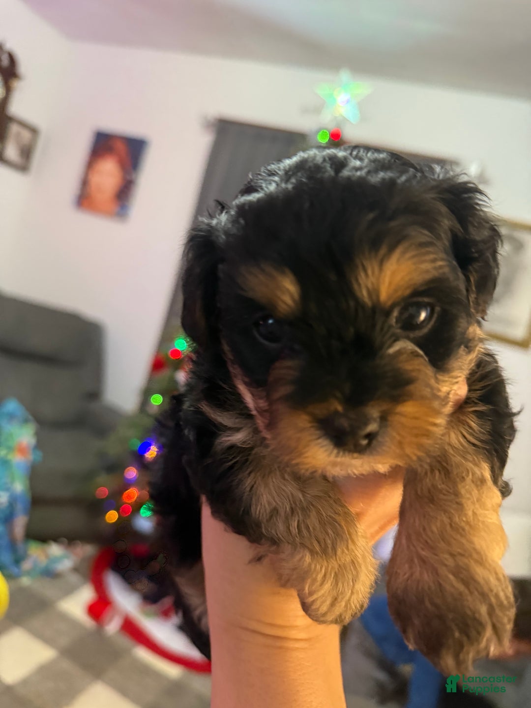 Mixed Breed dogs for sale: Snoopy - Ad 3