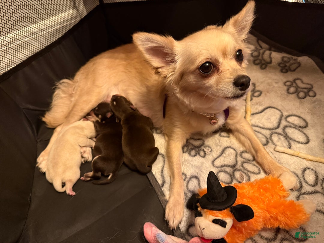 Chihuahua dogs for sale: Chihuahua Puppy 1 - Ad 4