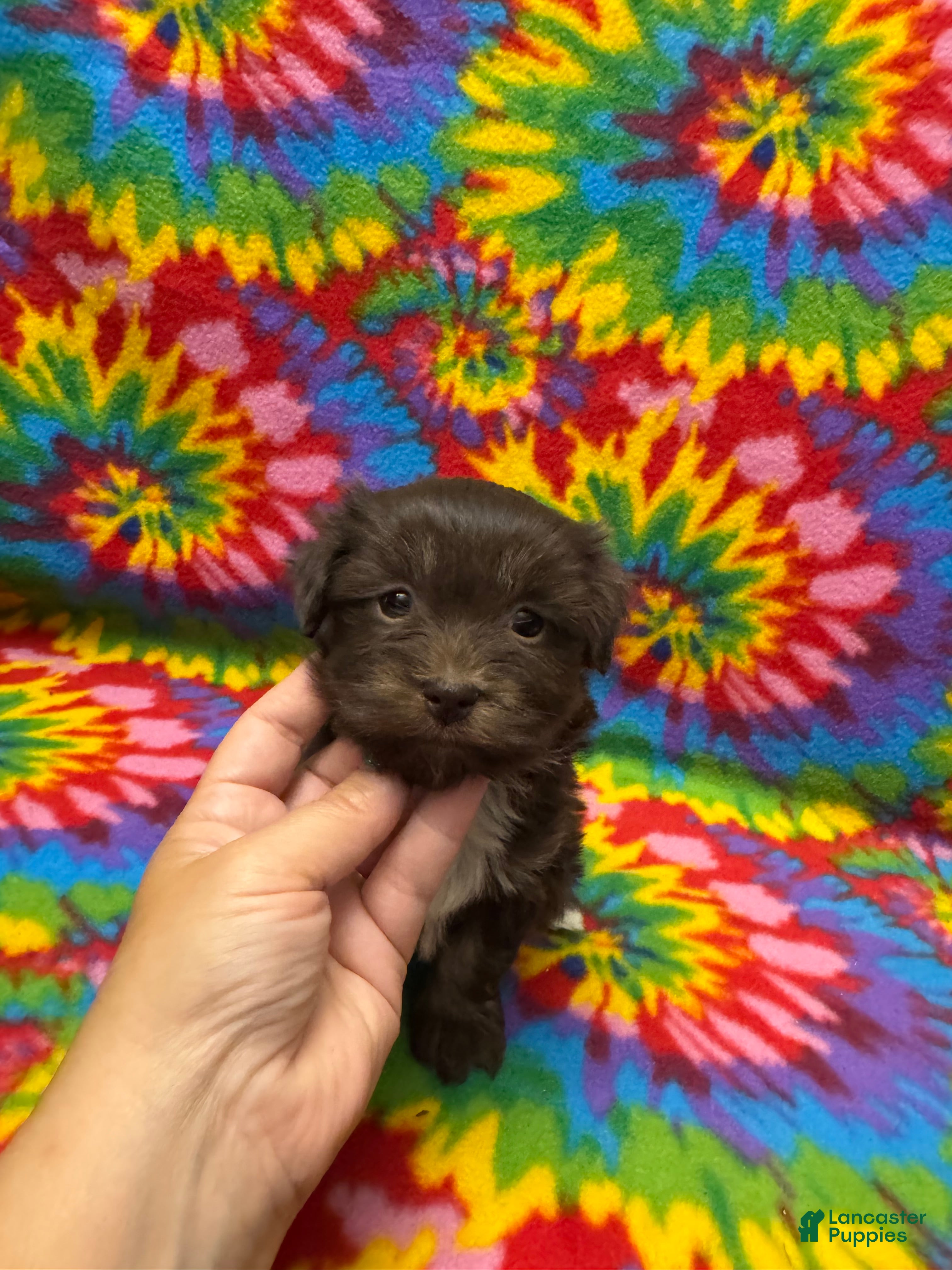Havanese dogs Brownie - Ad 1