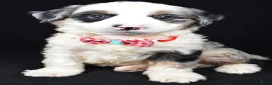 Winston