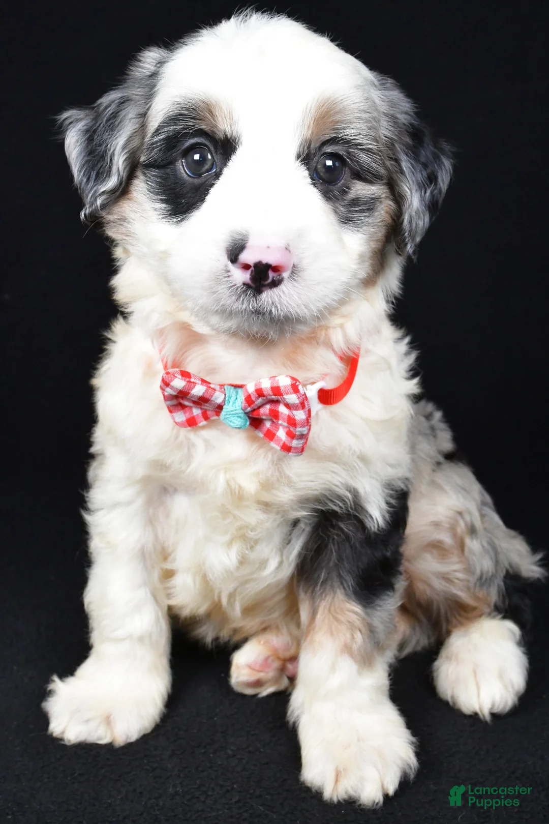 Mini Aussiedoodle dogs for sale: Winston - Ad 1
