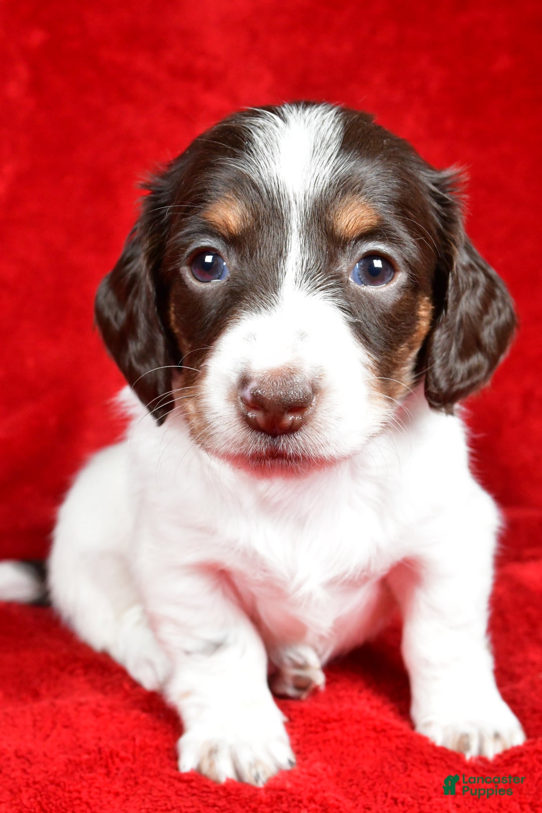 Miniature Dachshund dogs for sale: Chloe - Ad 7