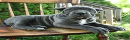 Cane Corso dogs for sale: Bella   - Ad 3
