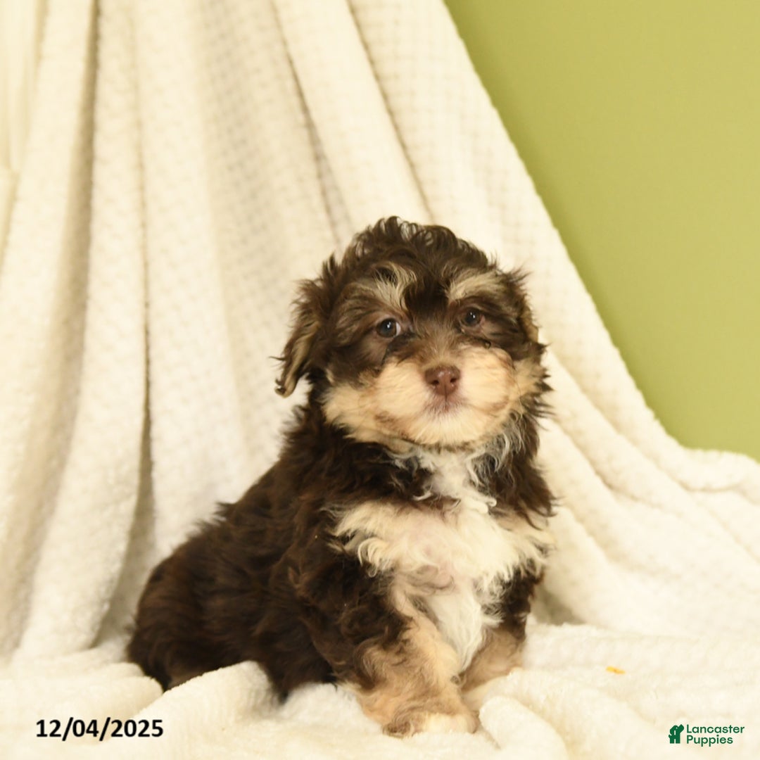 Havanese dogs for sale: Dakota - Ad 2