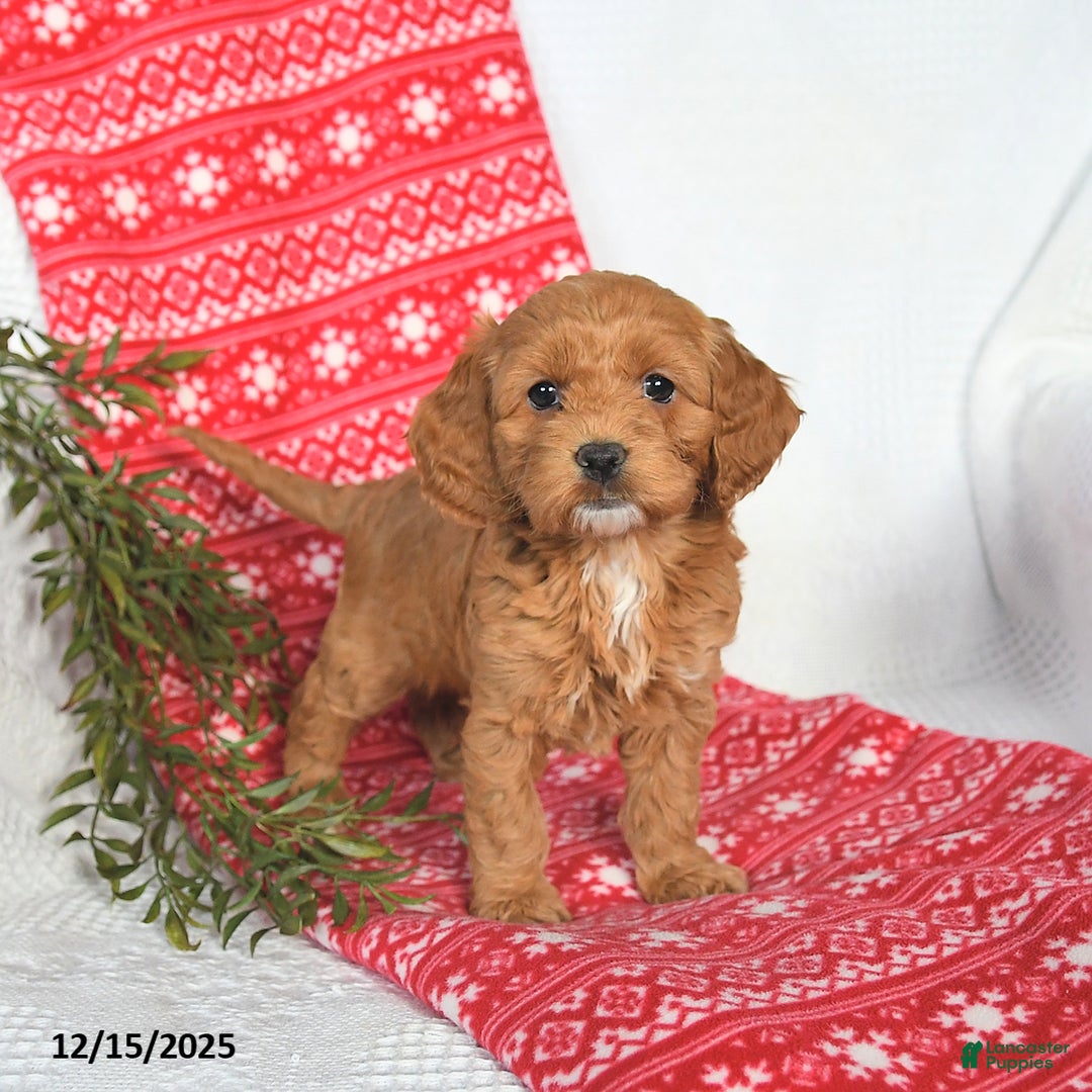 Cockapoo dogs for sale: Ophelia - Ad 3