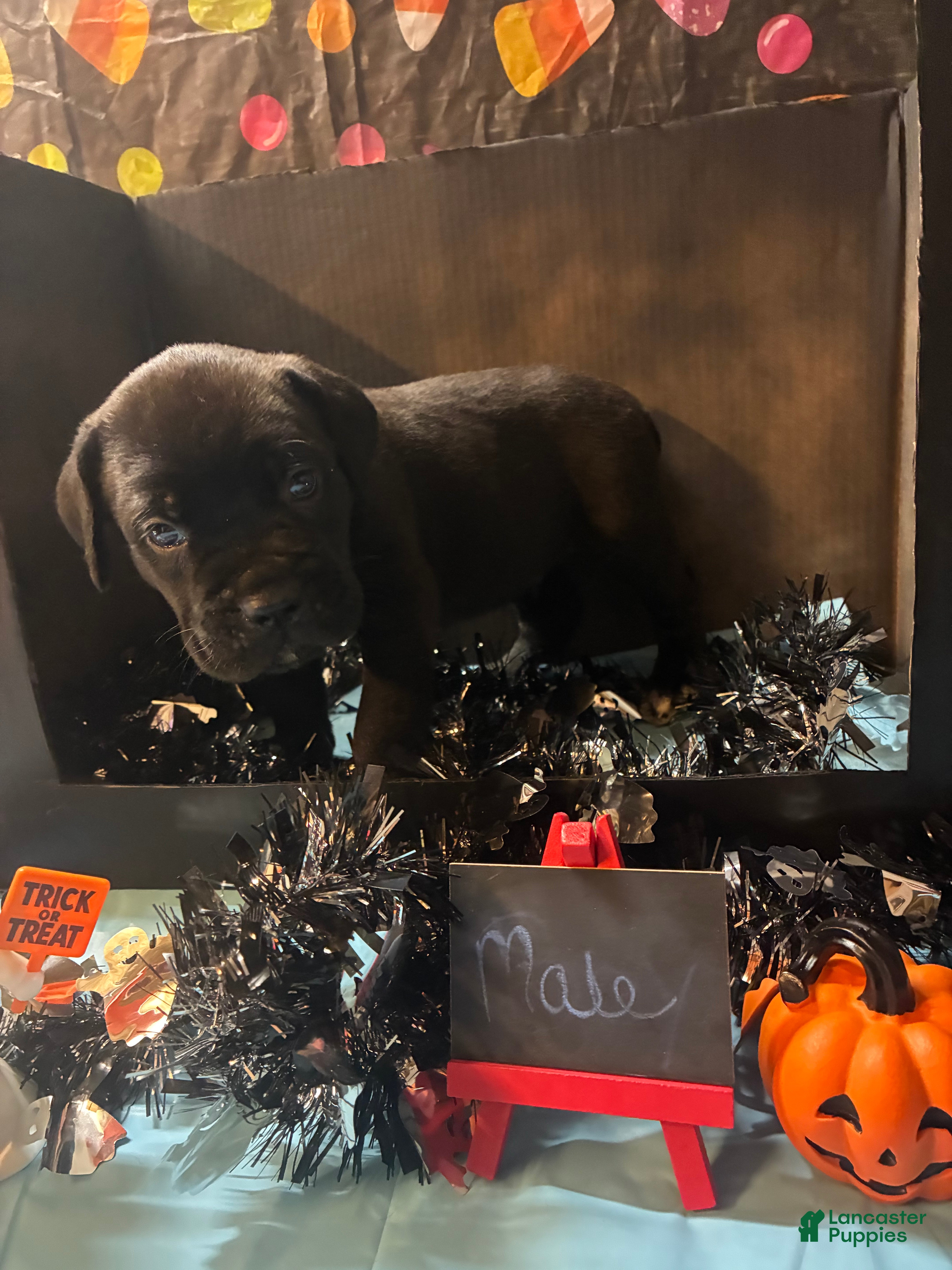 Cane Corso dogs Cane Corso 9 - Ad 2