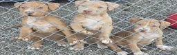 American Pit Bull Terrier dogs for sale: Rhea - Ad 5