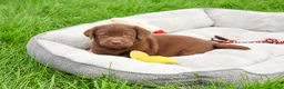Labrador Retriever dogs for sale: Ezra - Ad 3