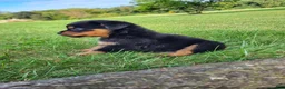 Rottweiler dogs for sale: Ping - Ad 7