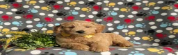 Mini Goldendoodle dogs for sale: Tucker Hypoallergenic - Ad 4
