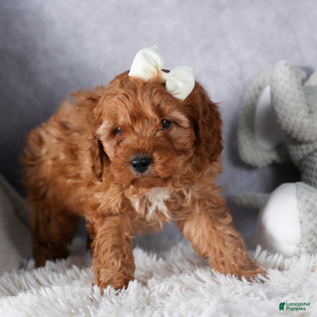 Cavapoo dogs for sale: OREO - Ad 4
