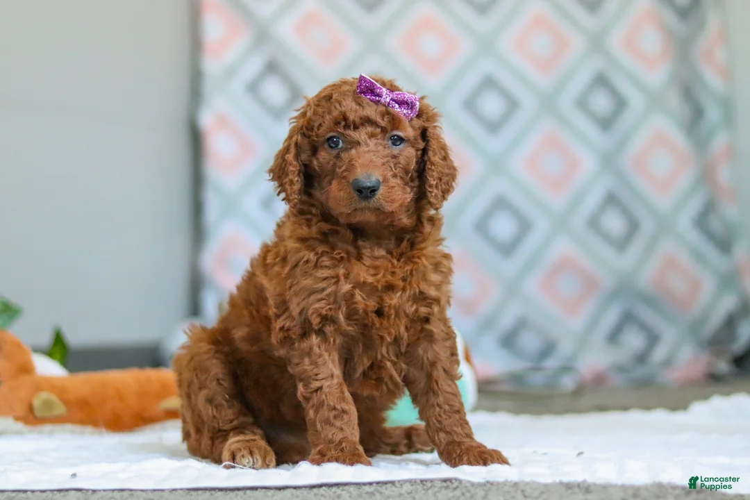 Goldendoodle dogs for sale: Chloe - Ad 1