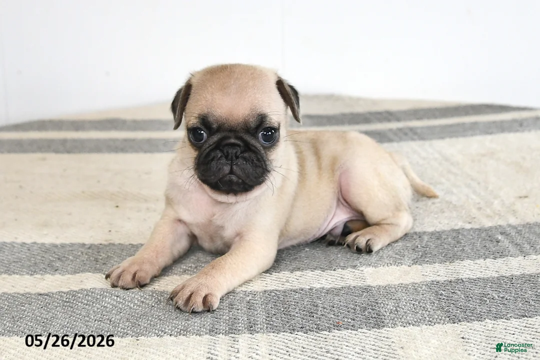 Pug dogs for sale: Edison - Ad 2