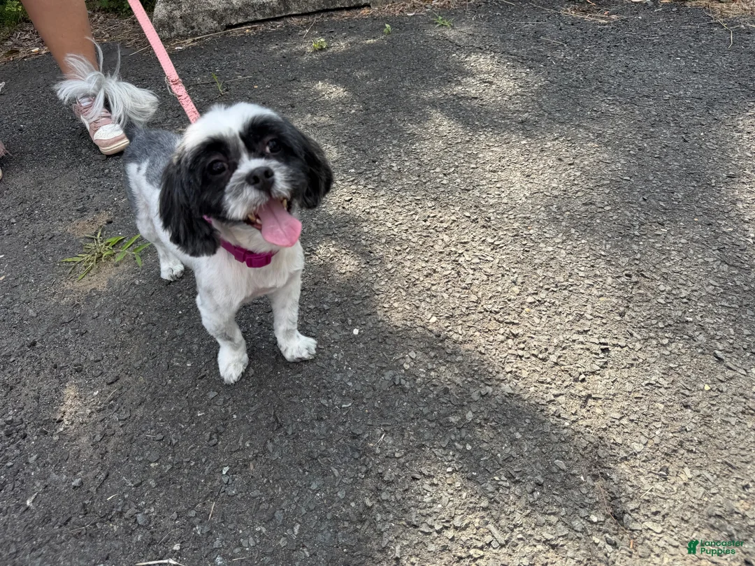 Shih Tzu dogs for sale: Shih Tzu 1 - Ad 2