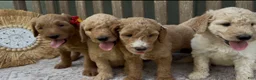 Goldendoodle dogs for sale: Xena - Ad 4