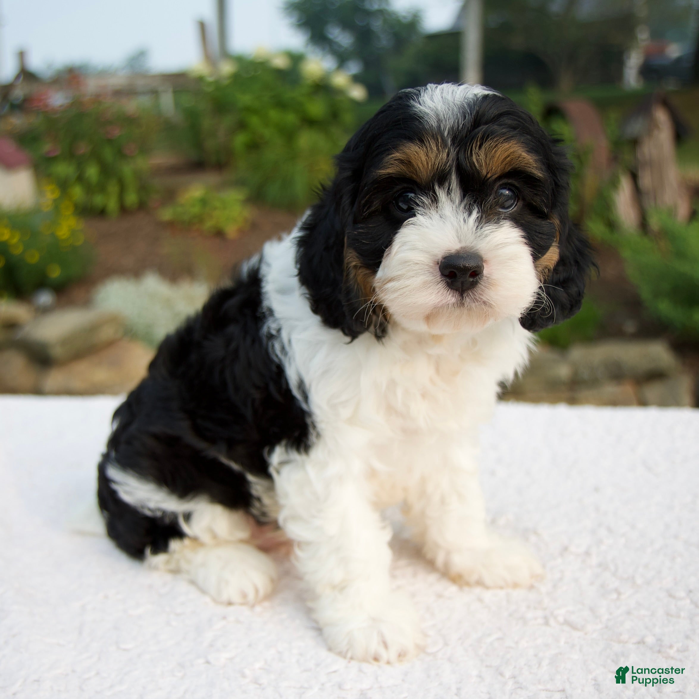 Cavapoo dogs Irena - Ad 2