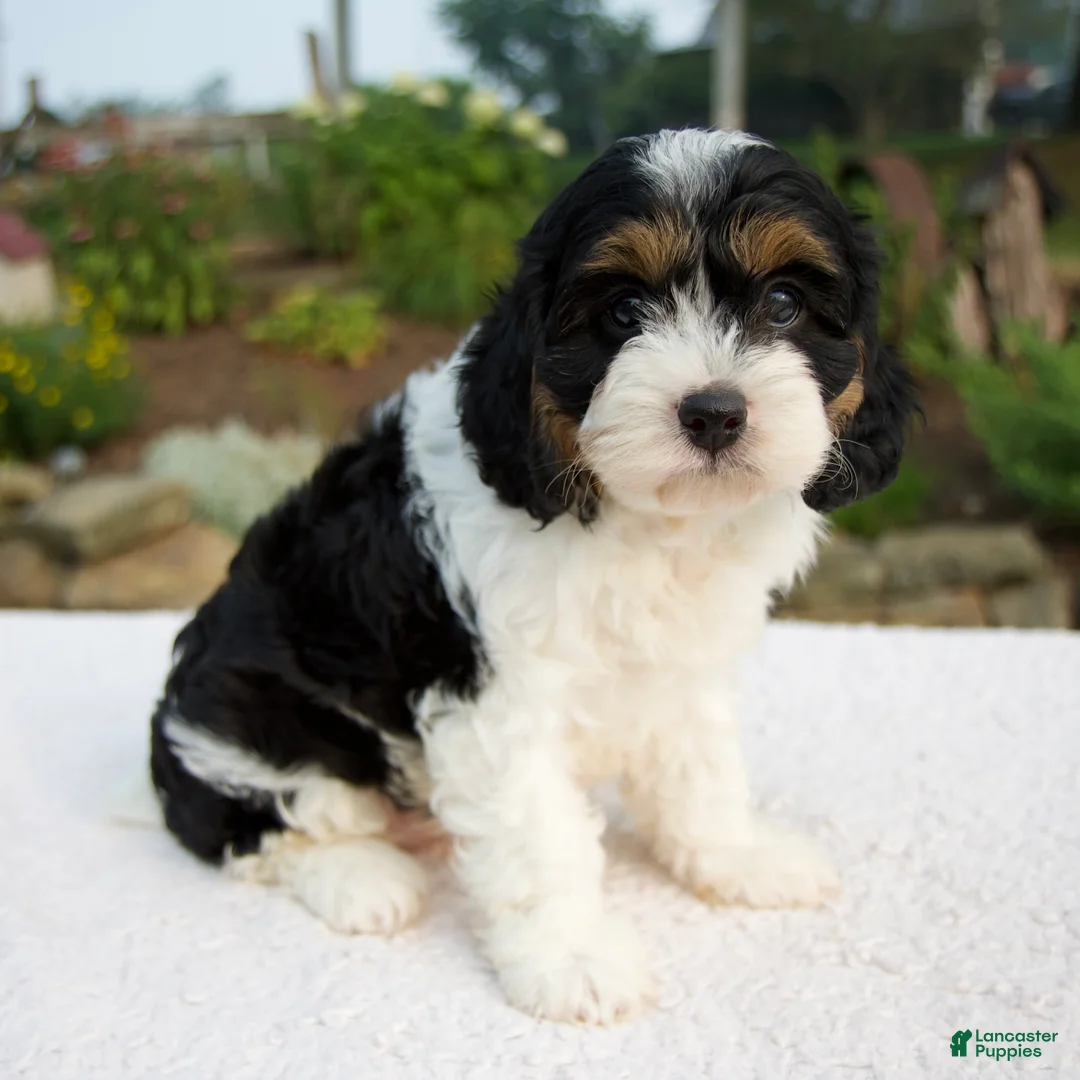 Cavapoo dogs for sale: Irena - Ad 2