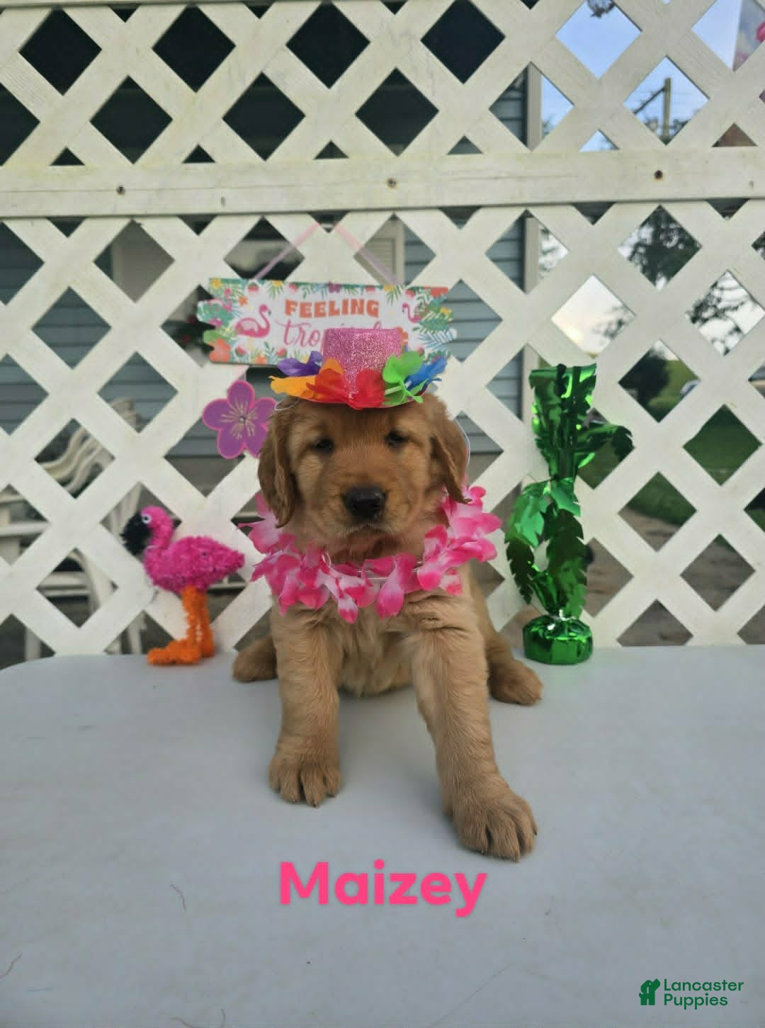 Golden Retriever dogs Maizey - Ad 28