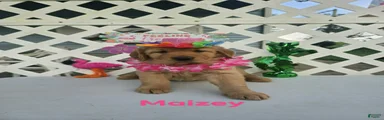 Maizey