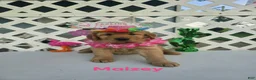 Golden Retriever dogs for sale: Maizey - Ad 1