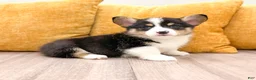 Welsh Corgi Pembroke dogs for sale: Mason - Ad 7