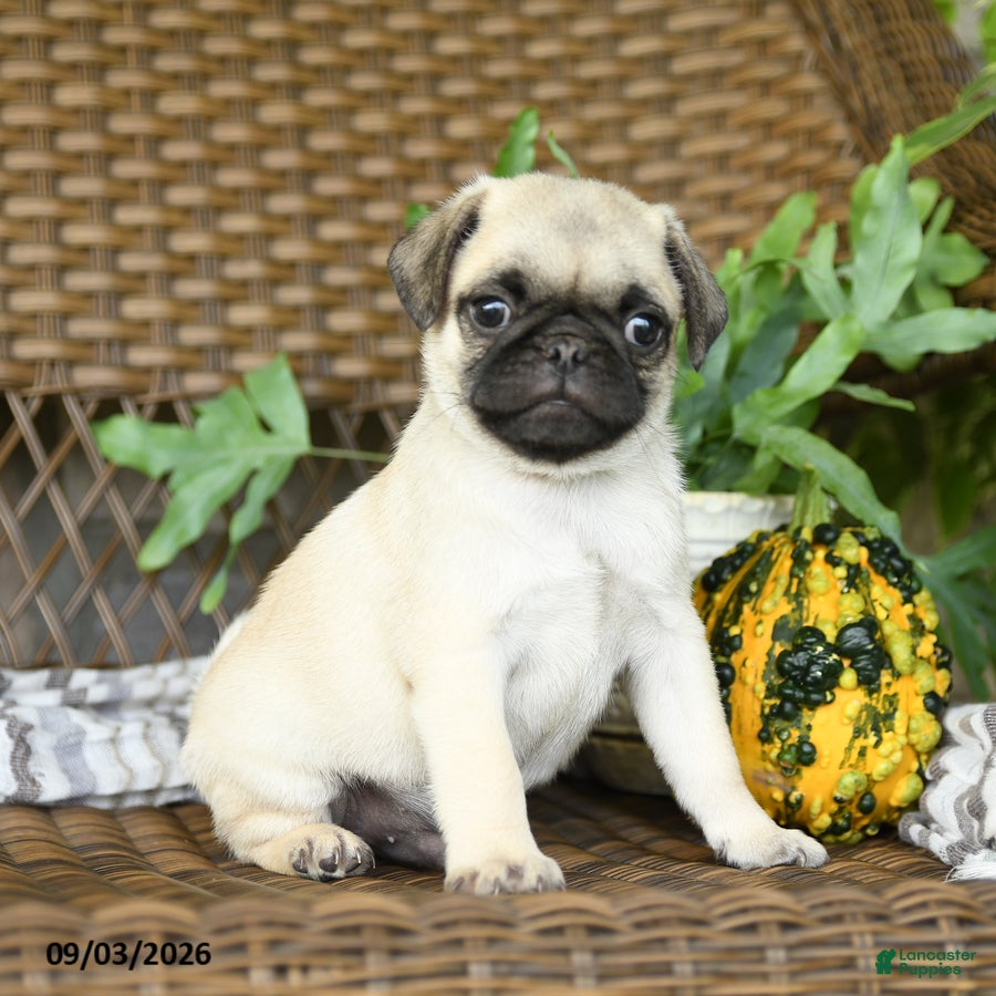 Pug dogs Nugget - Ad 2