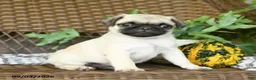 Pug dogs for sale: Nugget - Ad 2
