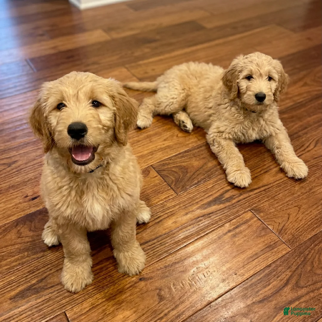 Goldendoodle dogs for sale: Teddy (Multi-gen🐕) - Ad 2