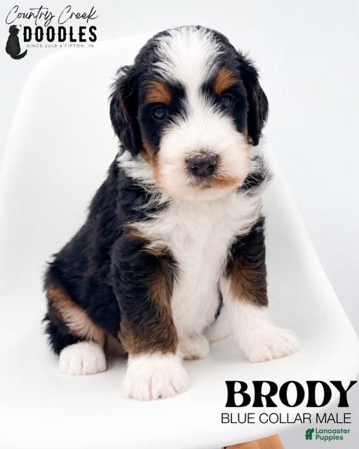 Brody