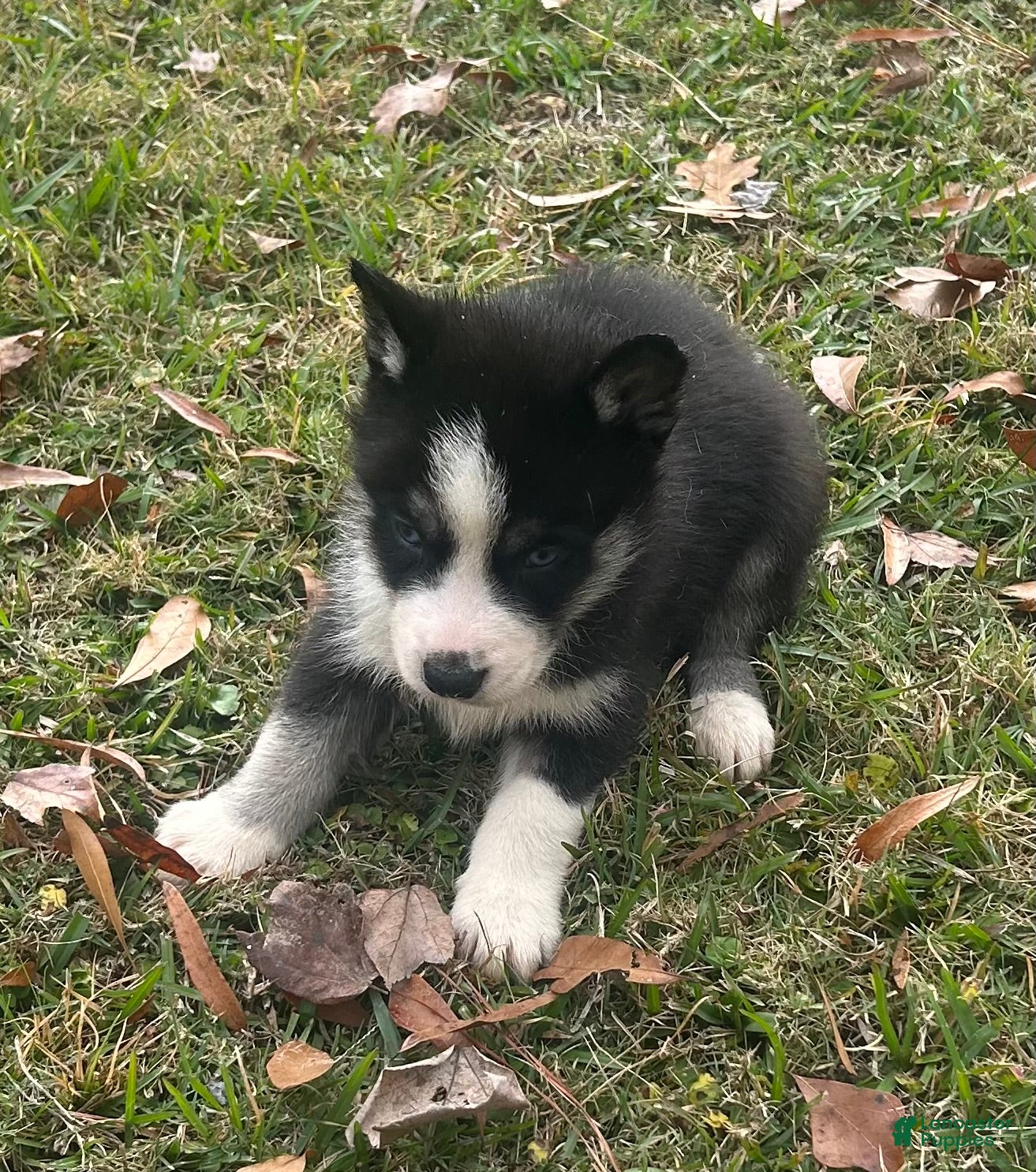 Siberian Husky dogs Apollo On Hold - Ad 20