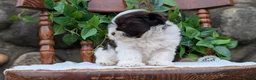 Havanese dogs for sale: Nala - Ad 7