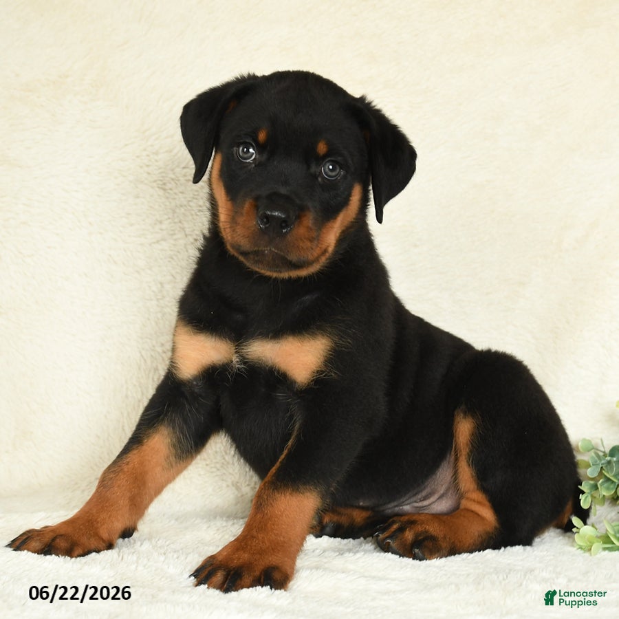 Rottweiler dogs Axel - Ad 1
