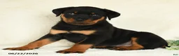 Rottweiler dogs for sale: Axel - Ad 1