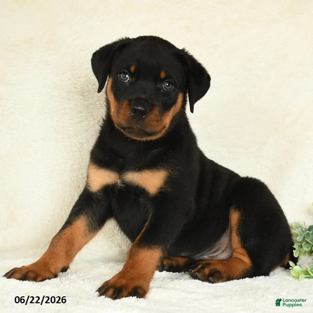 Rottweiler dogs for sale: Axel - Ad 1
