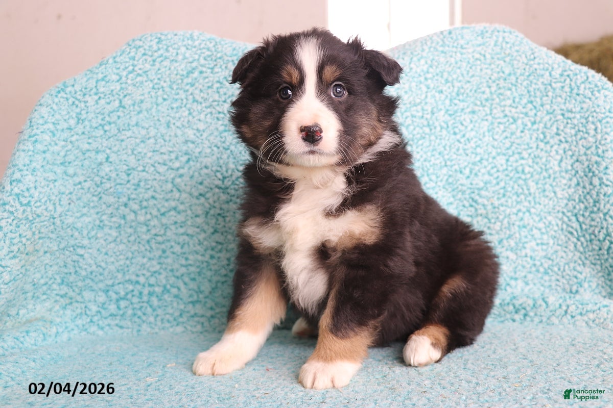 Australian Shepherd dogs Cuddles - Ad 33