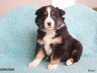 Australian Shepherd dogs Cuddles - Ad 33