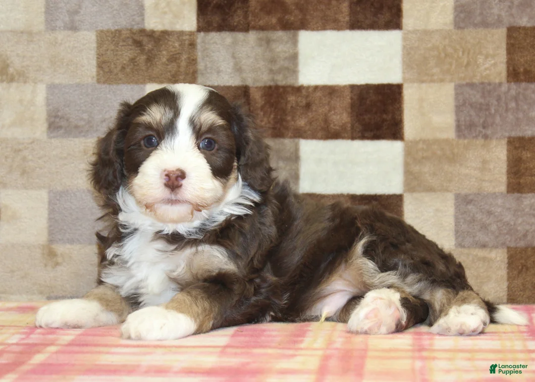 Mini Bernedoodle dogs for sale: Coco - Ad 2