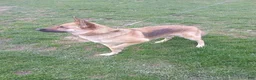 German Shepherd dogs for sale: Ghost - Ad 8