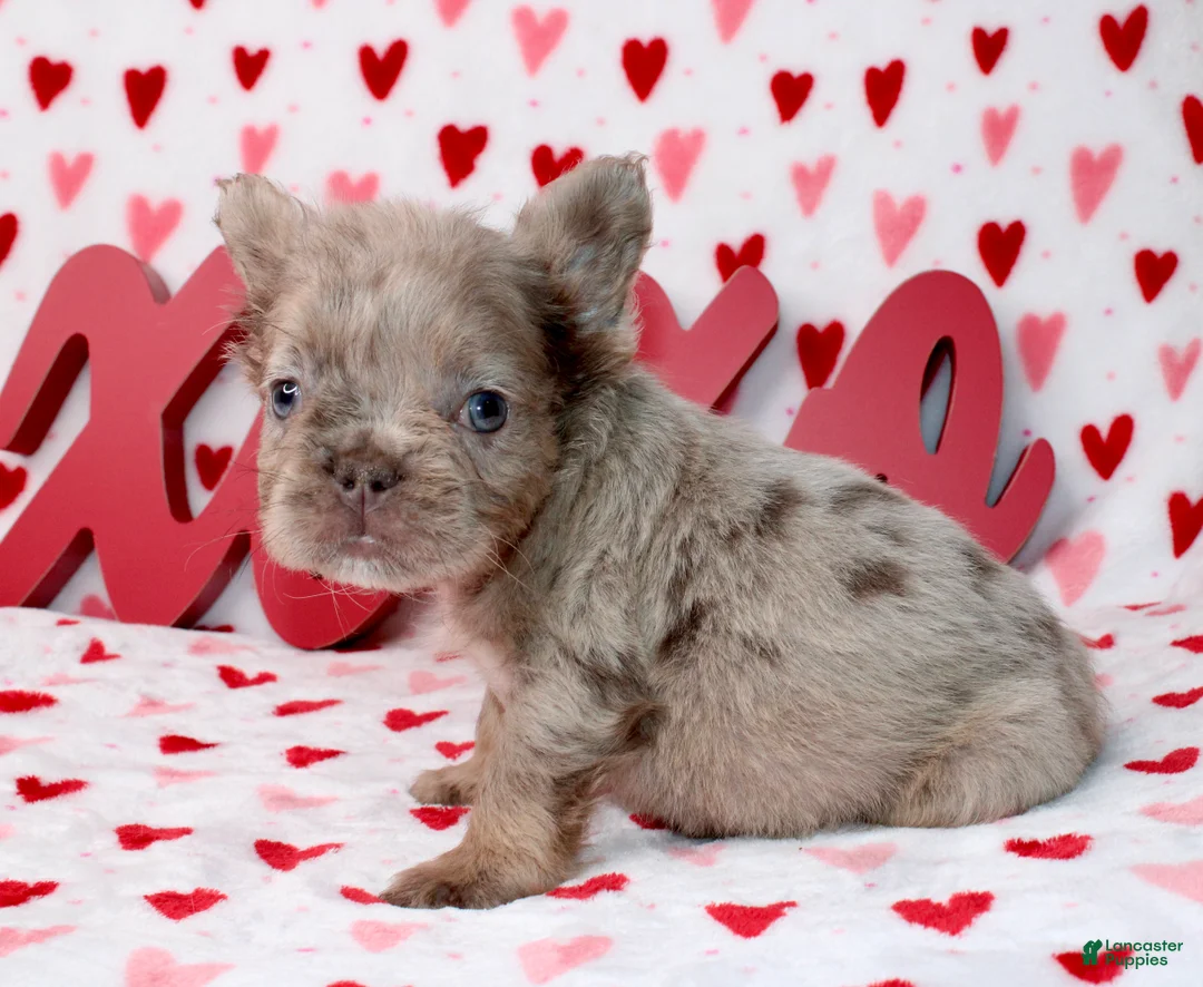 French Bulldog dogs for sale: French Bulldog Puppy 1 - Ad 5