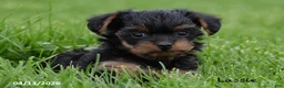 Yorkiepoo dogs for sale: Lassie - Ad 7