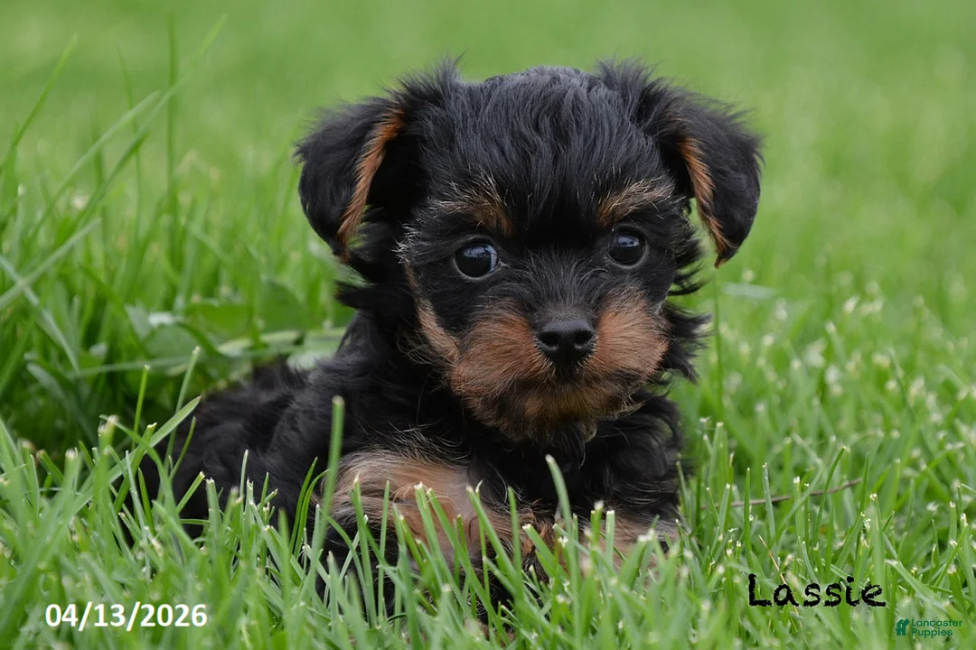 Yorkiepoo dogs for sale: Lassie - Ad 7