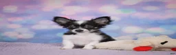 Chihuahua dogs for sale: winston - Ad 3