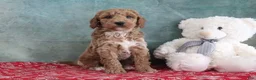 Mini Goldendoodle dogs for sale: Smokey - Ad 2