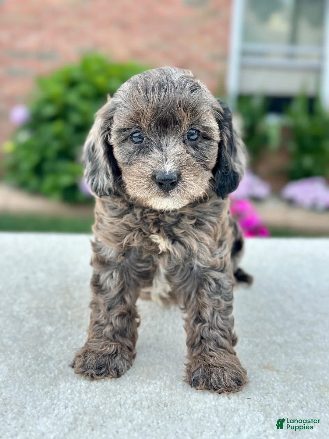 Cavapoo dogs for sale: Monica 104872 - Ad 2