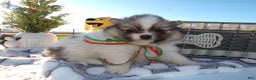Pomeranian dogs for sale: Pomeranian Puppy 2 Sabrina - Ad 4