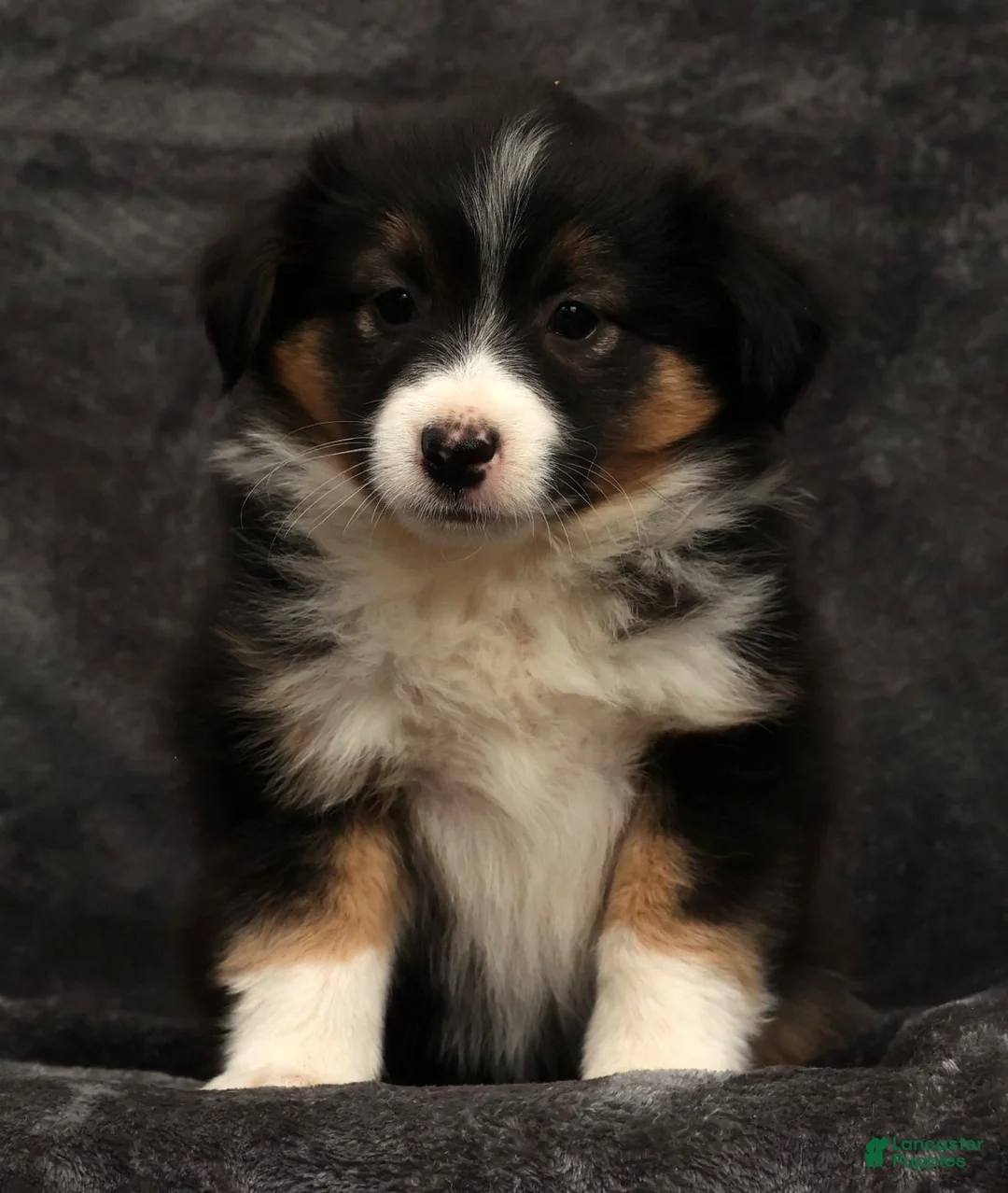 Miniature Australian Shepherd dogs for sale: Sasha - Ad 2
